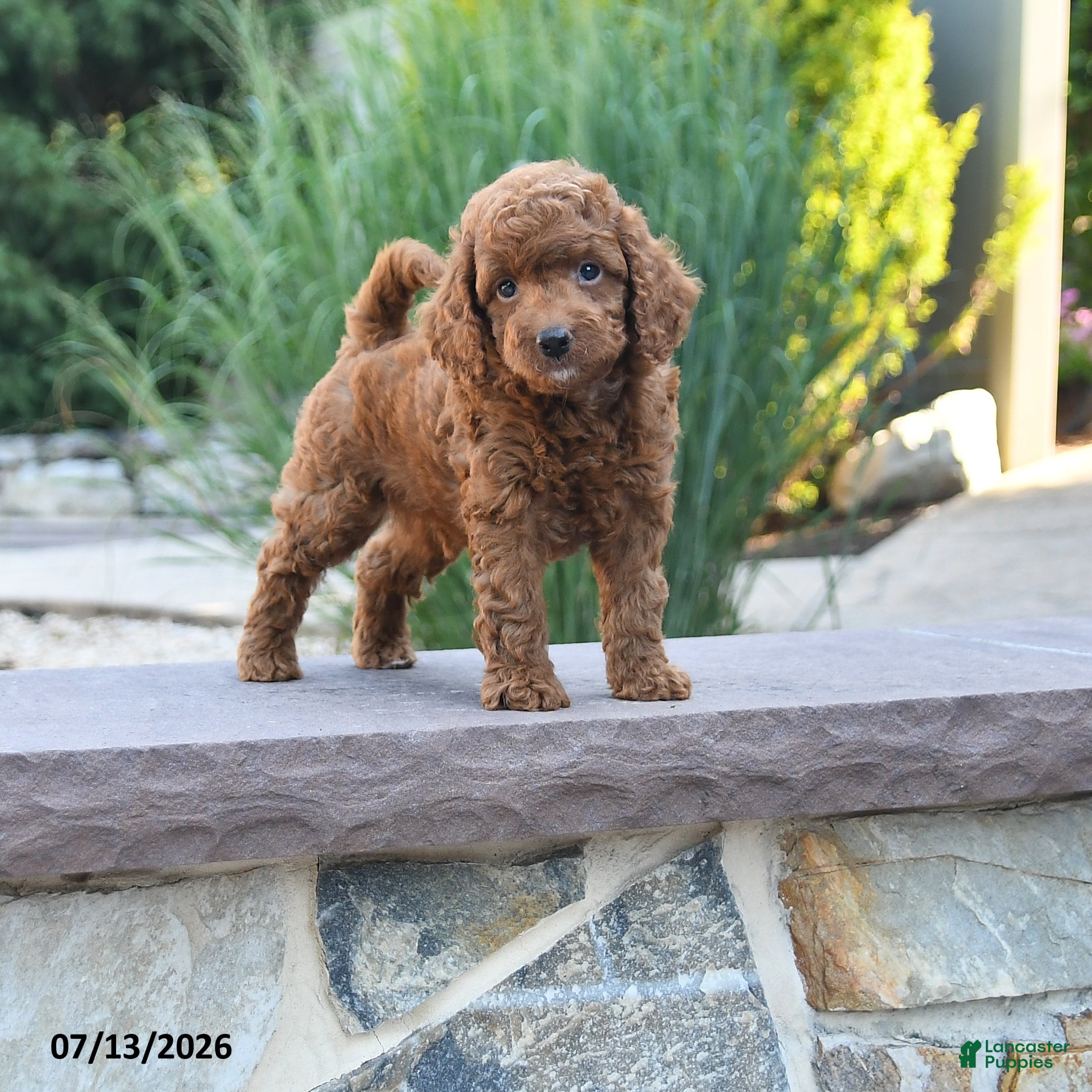 Miniature Poodle dogs Hero - Ad 1