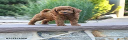 Miniature Poodle dogs for sale: Hero - Ad 1