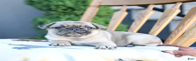 Lottie