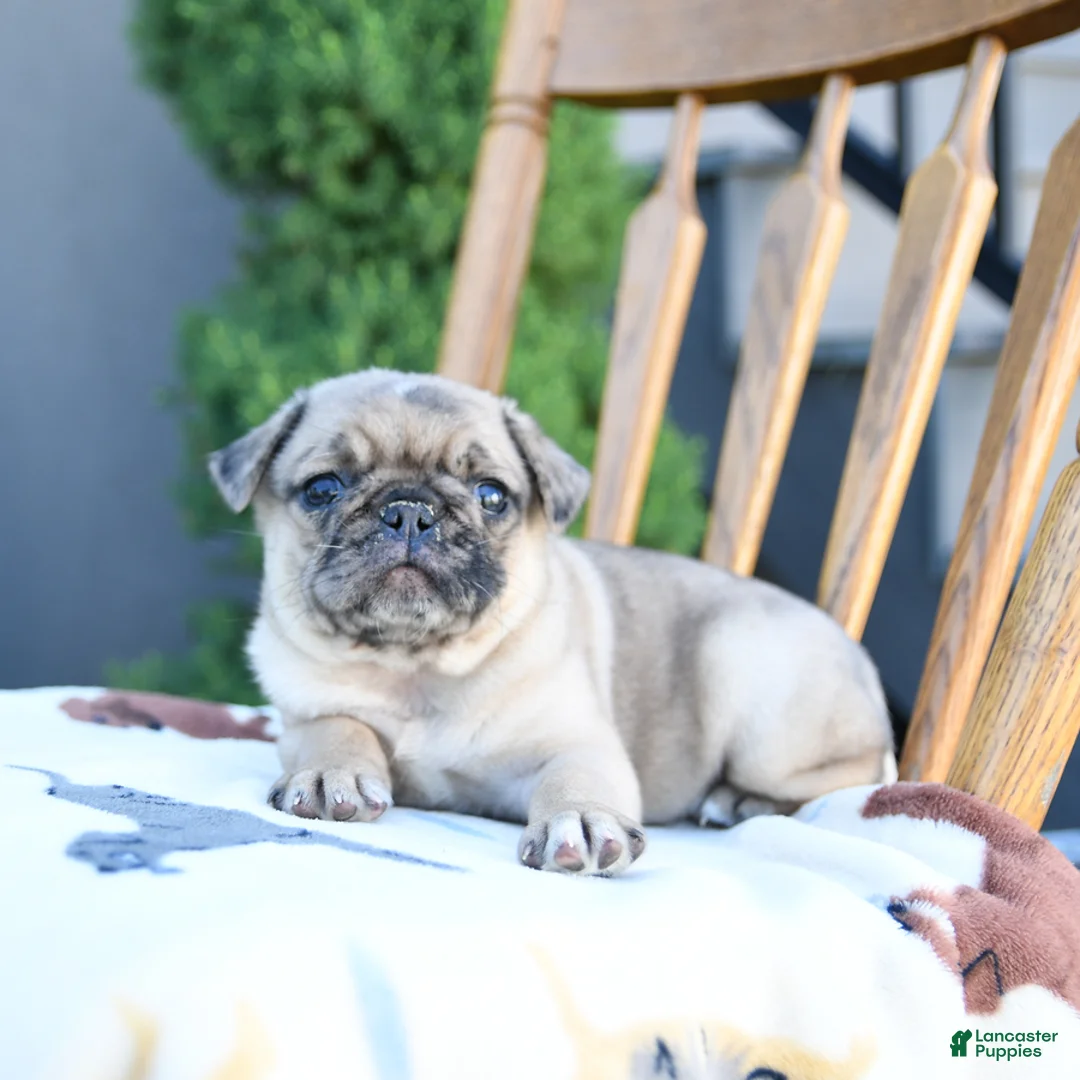 Pug dogs for sale: Lottie - Ad 1