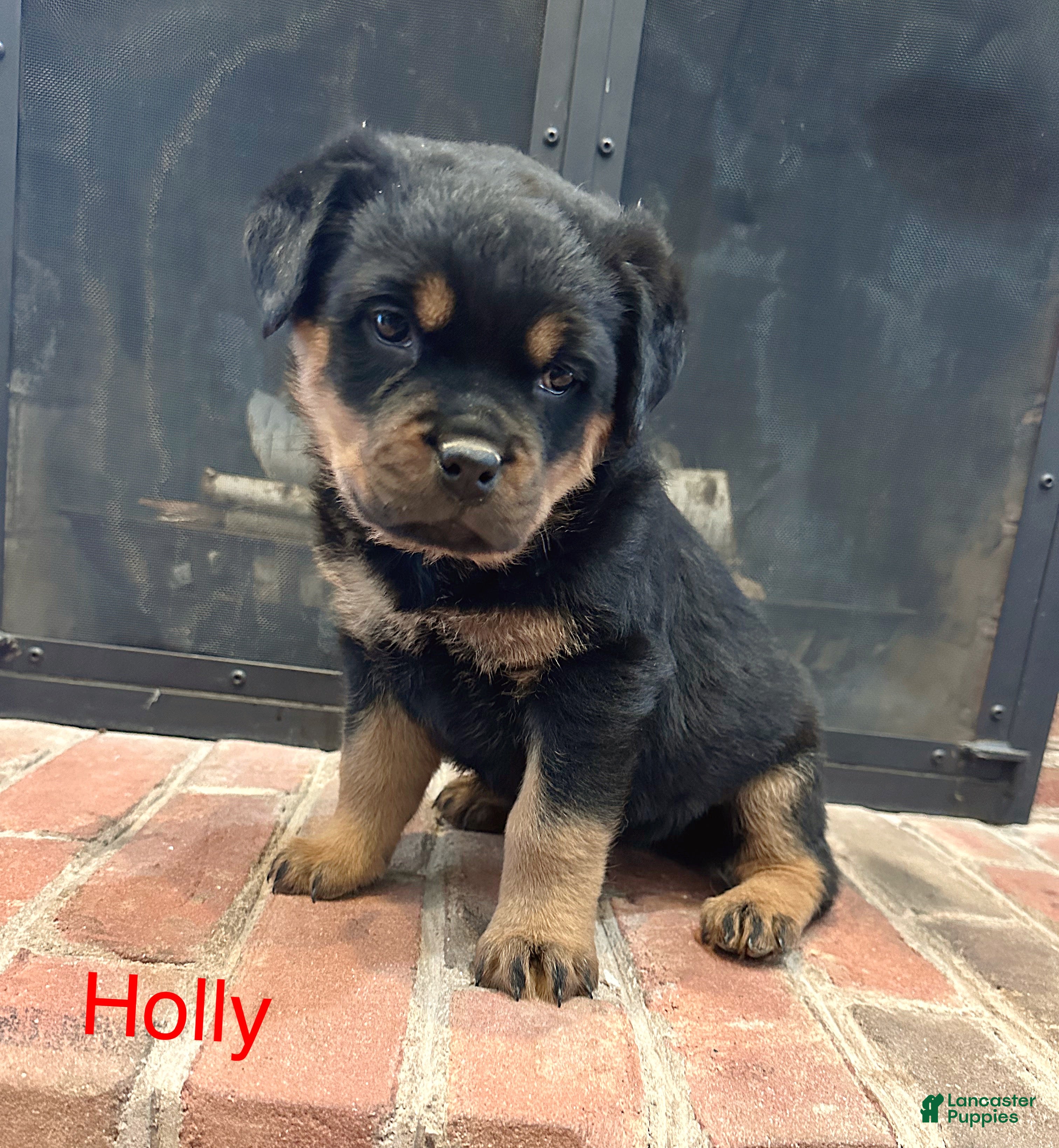 Rottweiler dogs Holly - Ad 14
