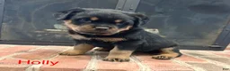 Rottweiler dogs for sale: Holly - Ad 1