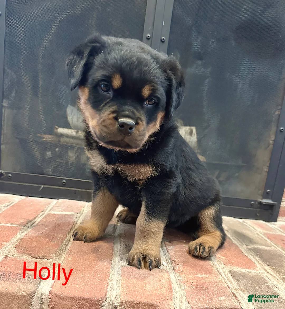 Rottweiler dogs for sale: Holly - Ad 1
