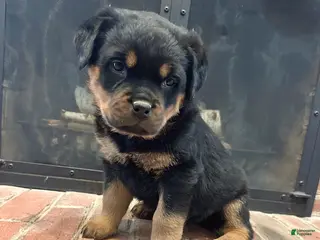 Rottweiler dogs for sale: Holly - Ad 1