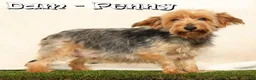 Yorkshire Terrier dogs for sale: Brandy - Ad 10