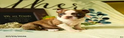 Boston Terrier dogs for sale: Zeus - Ad 5