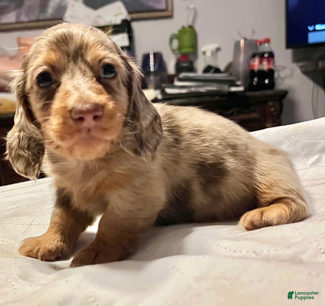 Miniature Dachshund dogs for sale: Miniature Dachshund Puppy 1 - Ad 9