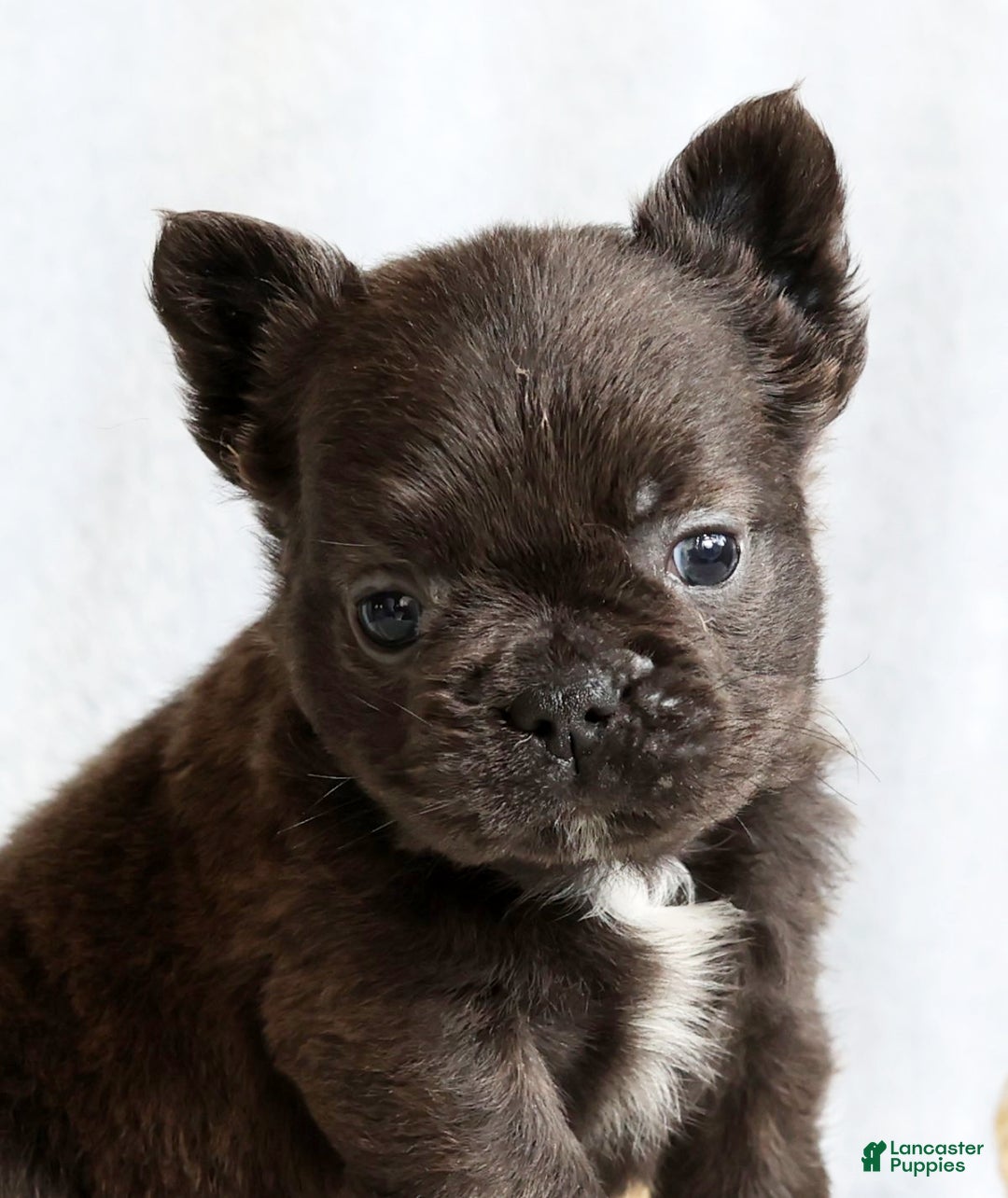 French Bulldog dogs for sale: Hank - Ad 9