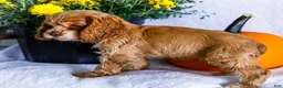 Cocker Spaniel dogs for sale: Lory - Ad 7