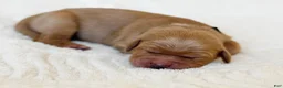 Golden Retriever dogs for sale: Golden Retriever 6 - Ad 4