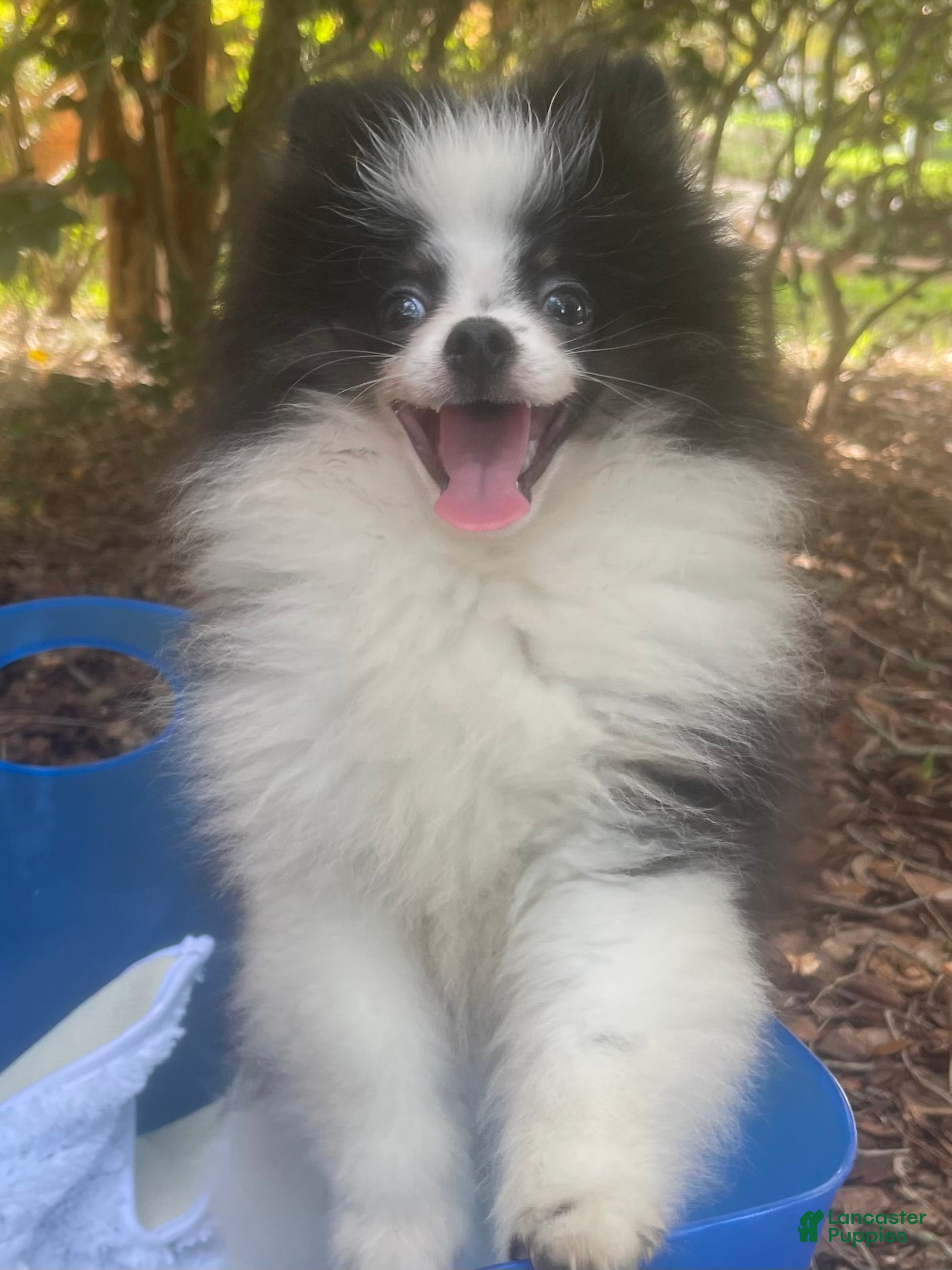 Pomeranian dogs for sale: Pomeranian 1 - Ad 20
