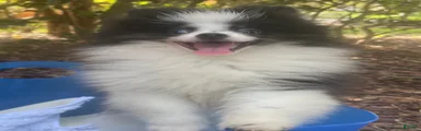 Pomeranian 1