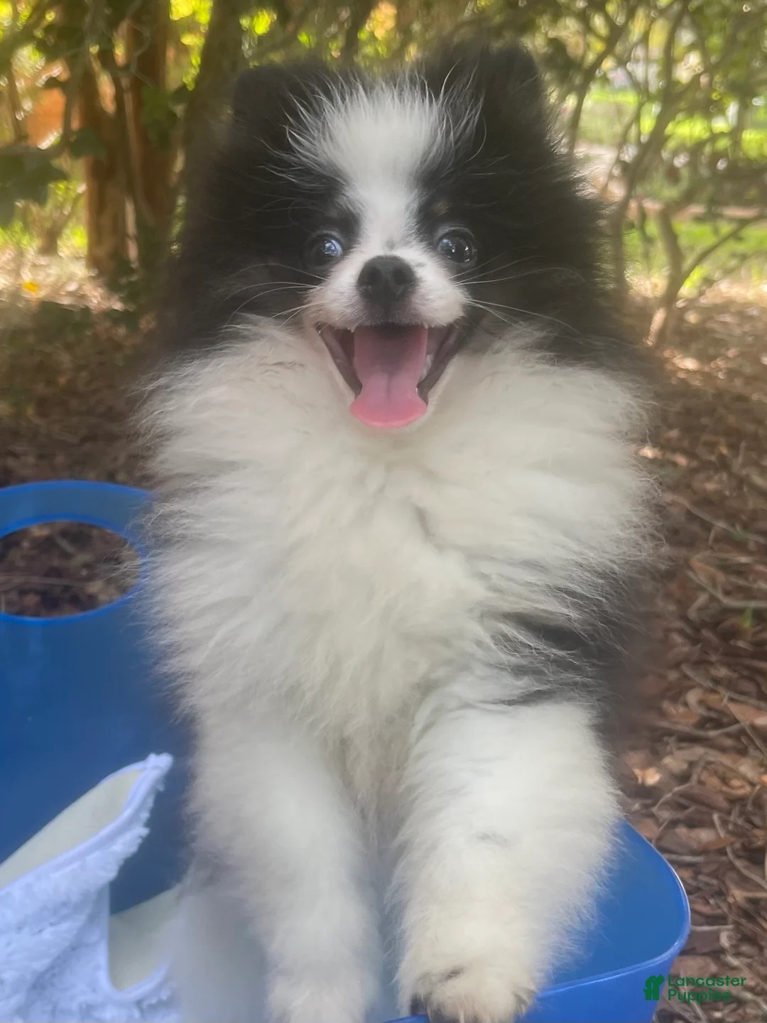 Pomeranian dogs for sale: Pomeranian 1 - Ad 1