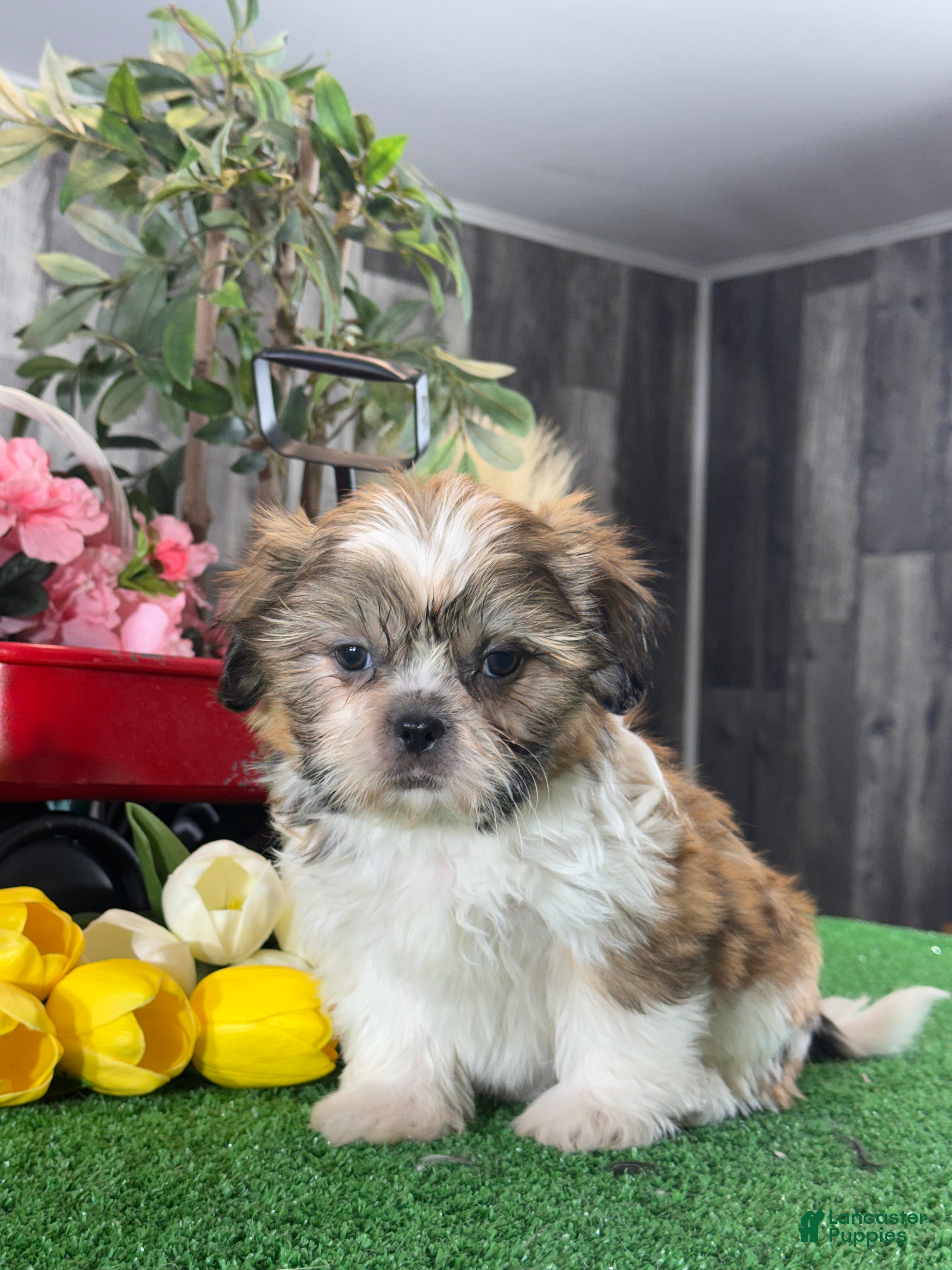 Shih Tzu dogs Sugar  - Ad 9