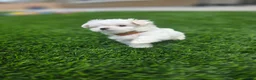 Maltese dogs for sale: 🐾 Adorable Male Maltese Puppy – Ready for His Forever Home! 🐾 - Ad 1