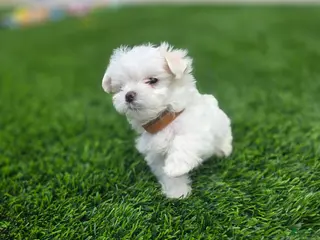 Maltese dogs Little Male Maltese Puppy – Smallest of the Litter! - Ad 2