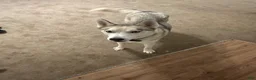 Siberian Husky dogs for sale: Siberian Husky 1 - Ad 3