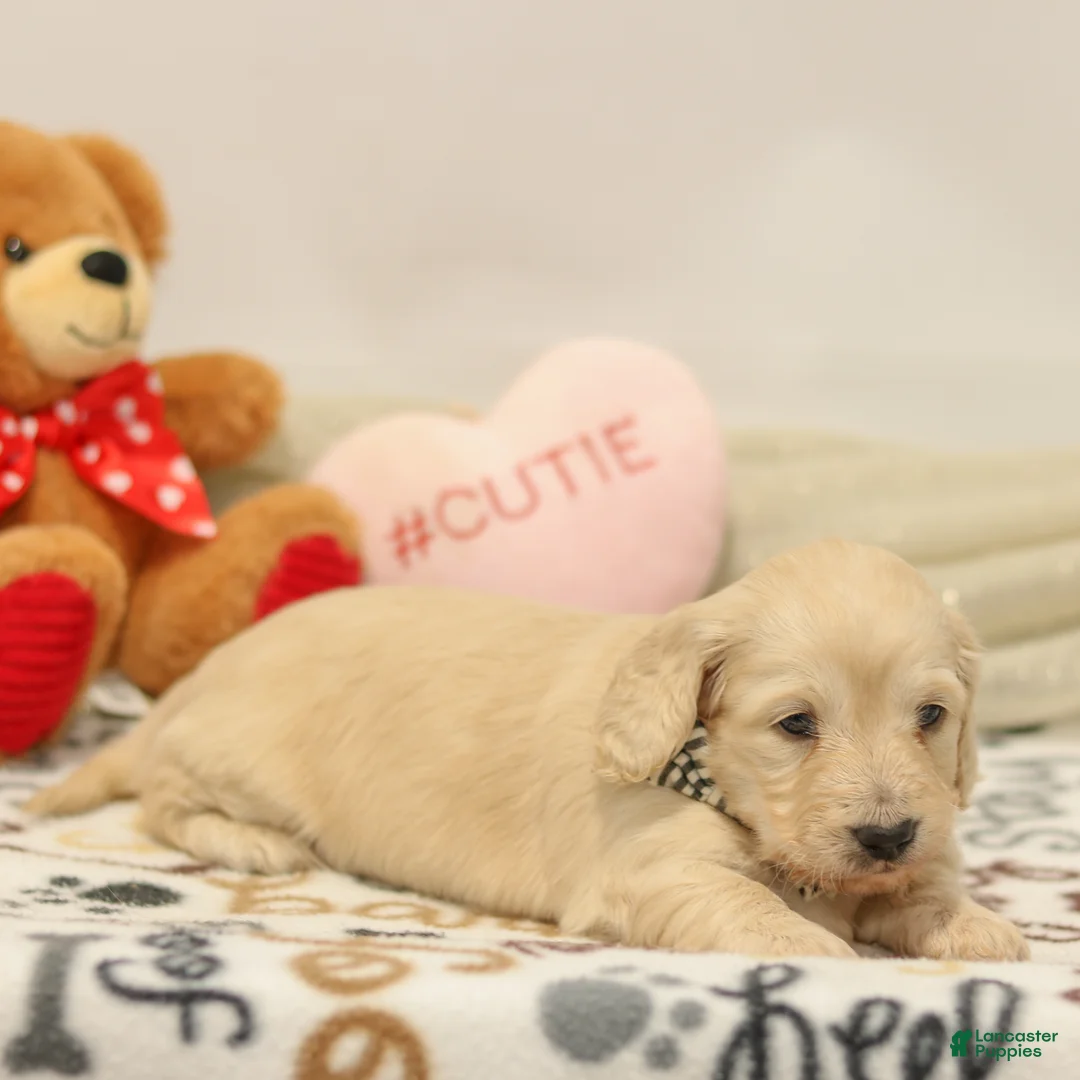 Miniature Dachshund dogs for sale: Brooklyn - Ad 3