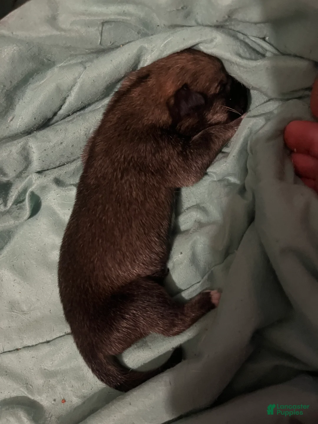 Mixed Breed dogs for sale: Mixed Breed 3 - Ad 1