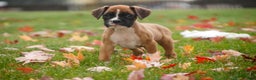 Boxer dogs for sale: Clover - Ad 8