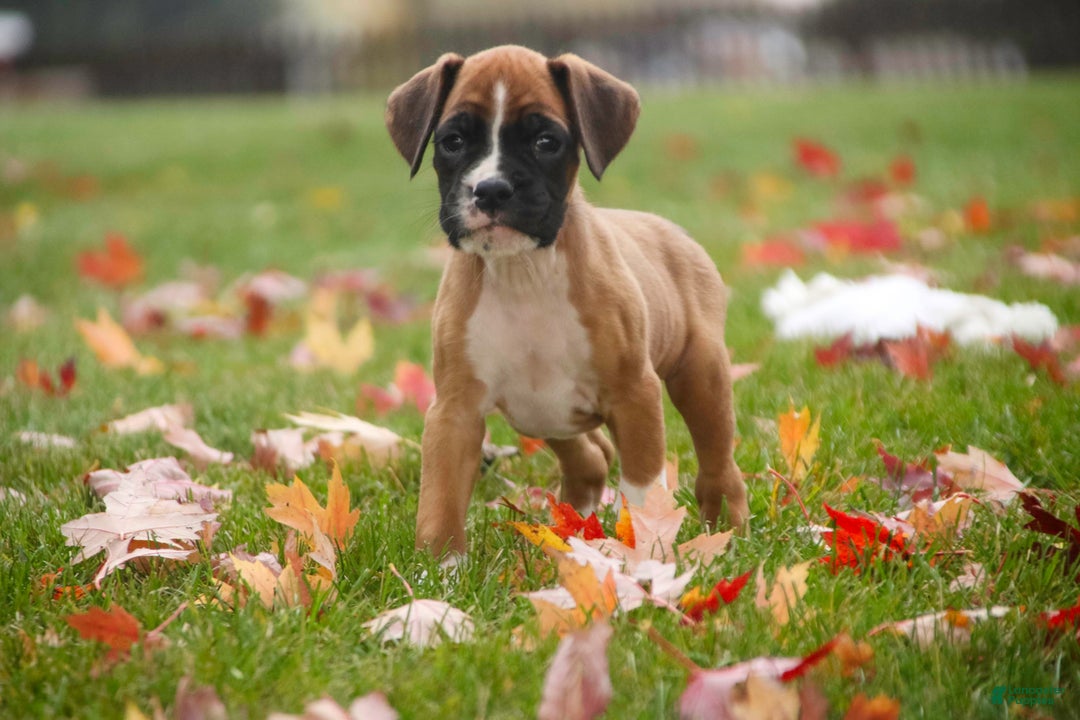 Boxer dogs for sale: Clover - Ad 8