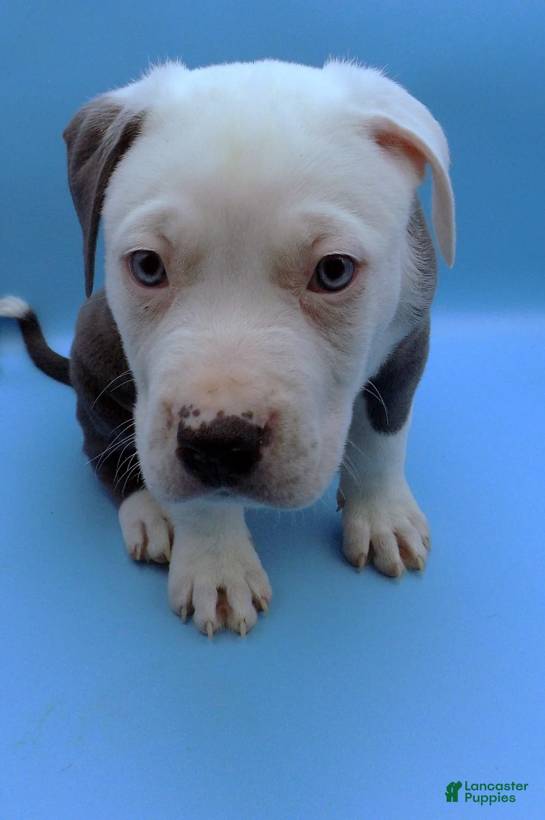 Mixed Breed dogs for sale: Mambo - Ad 7