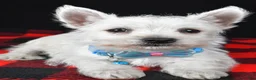 West Highland Terrier dogs for sale: Timmy - Ad 8