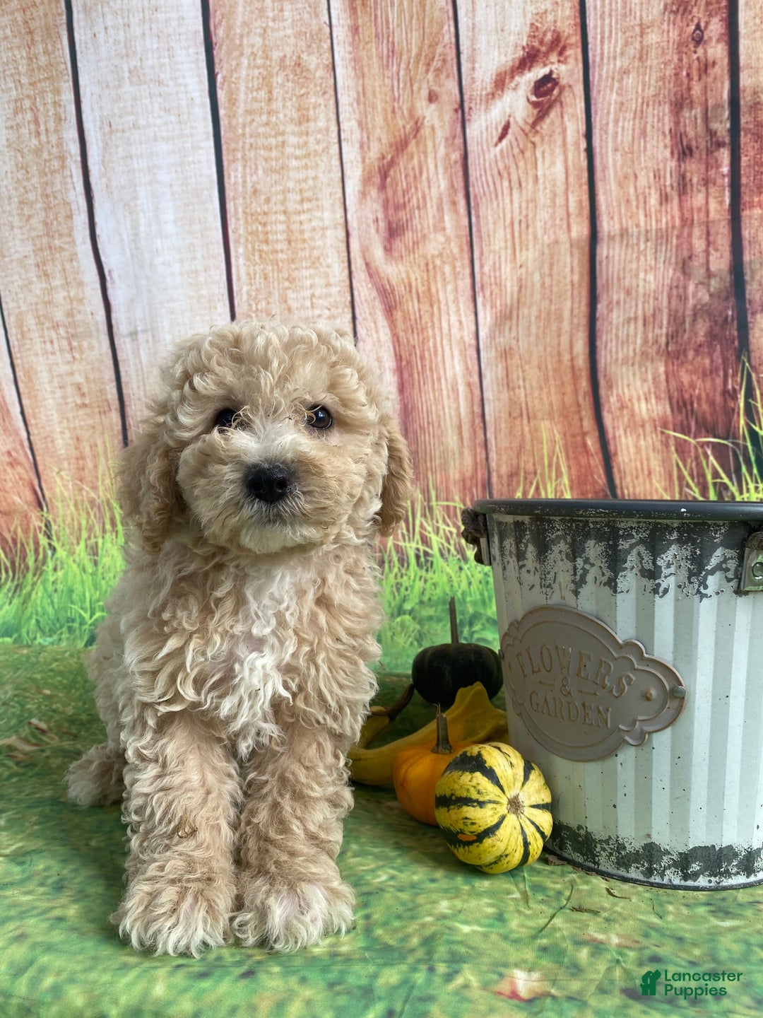 Bichpoo dogs for sale: Theo - Ad 5
