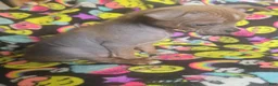 Chinese Crested dogs for sale: Stewart - Ad 6