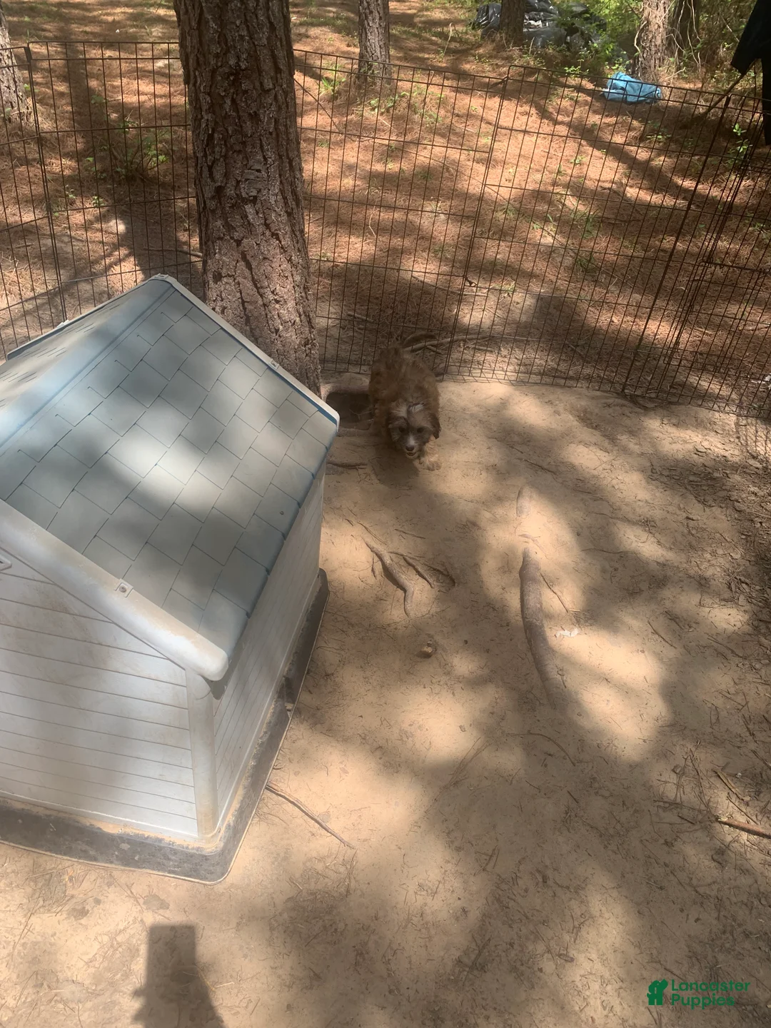 Cavapoo dogs for sale: Cavapoo Puppy 3 - Ad 2