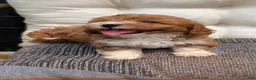 Havapoo dogs for sale: Baxter  - Ad 7