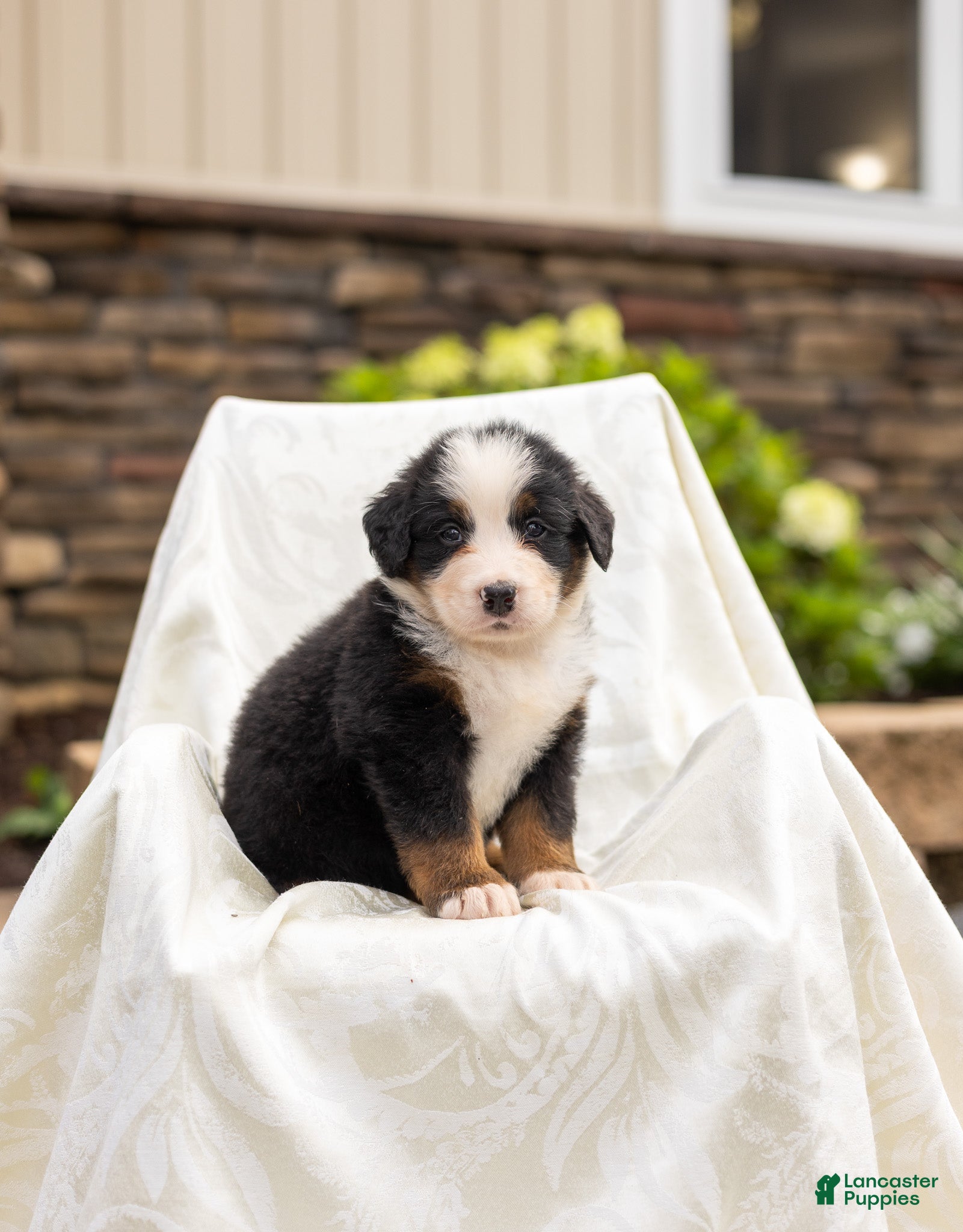 Bernese Mountain Dog dogs Rosco - Ad 1