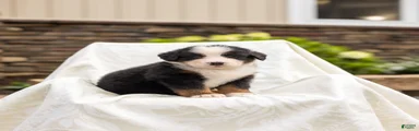 Rosco
