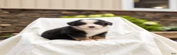 Bernese Mountain Dog dogs for sale: Rosco - Ad 1