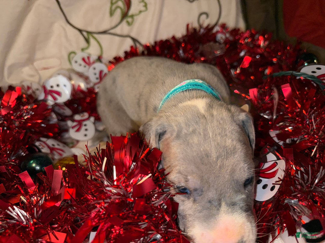 Great Dane dogs for sale: Sky - Ad 5