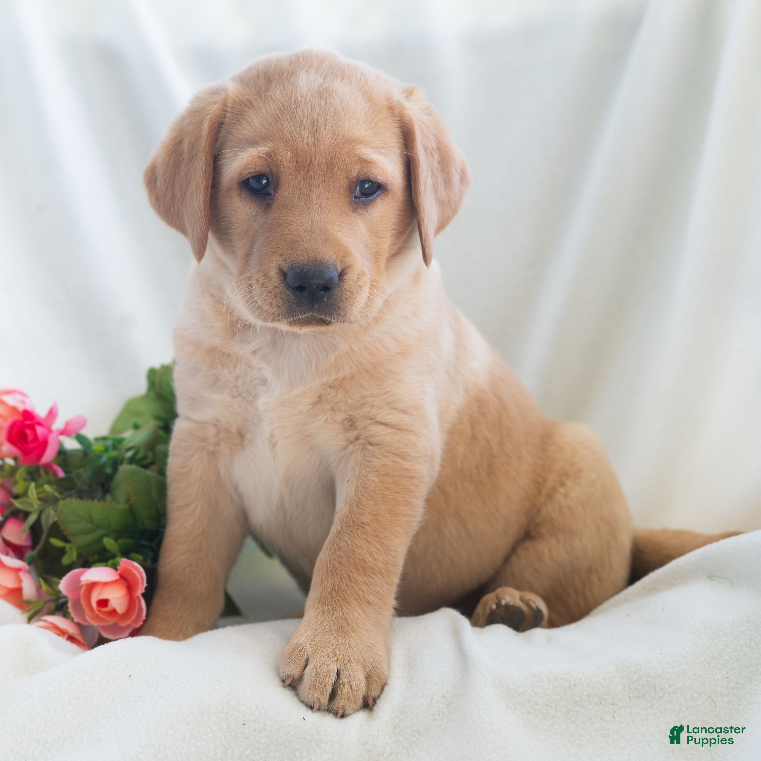 Labrador Retriever dogs Jenna  - Ad 1