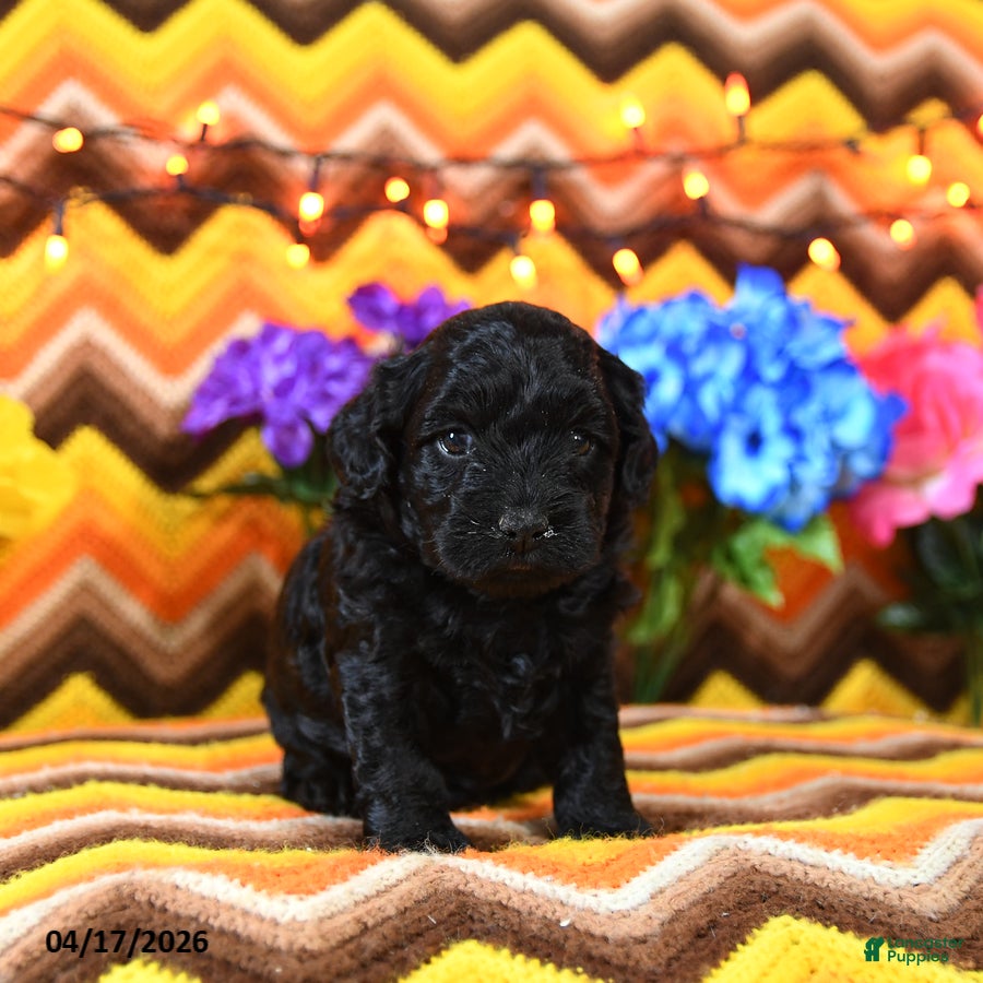 Teddy Bear dogs Kim  - Ad 2