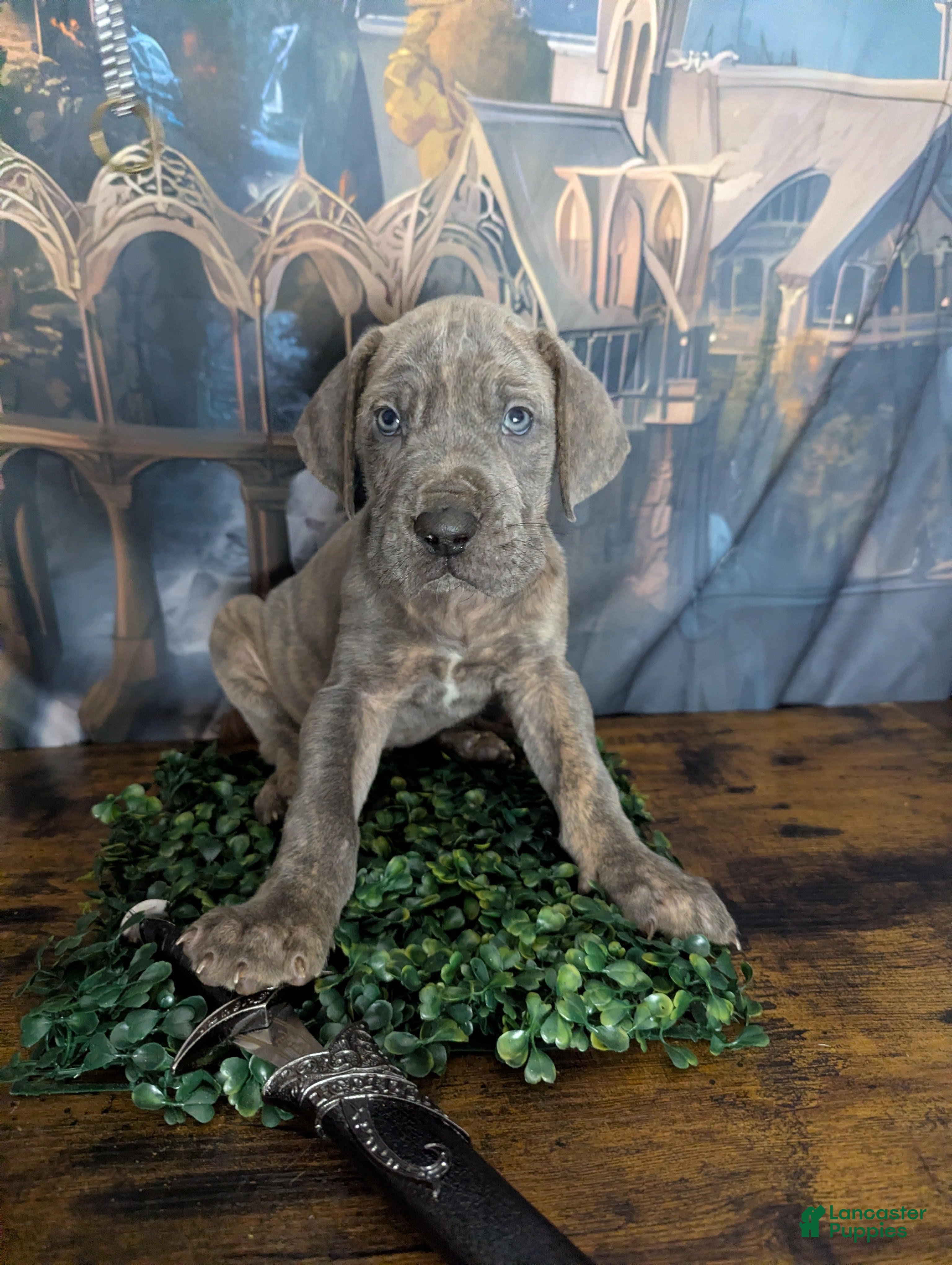 Great Dane dogs Legolas Blue Brindle Male Great Dane Puppy - Ad 1