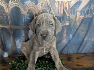 Great Dane dogs Legolas Blue Brindle Male Great Dane Puppy - Ad 6