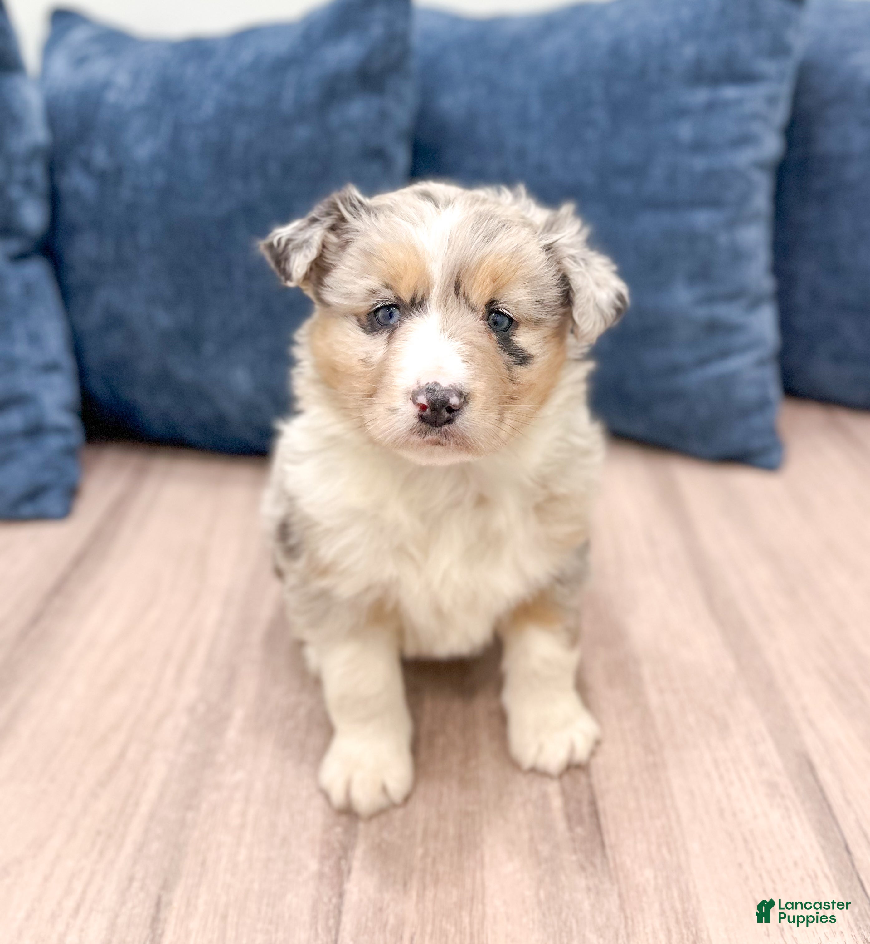 Australian Shepherd dogs Lacey - Ad 1