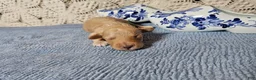 Mini Goldendoodle dogs for sale: Tarragon - Ad 12
