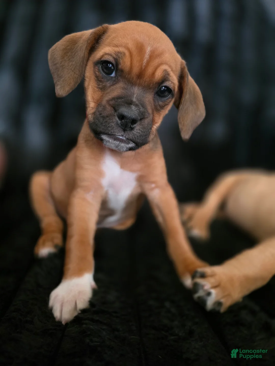 Mixed Breed dogs for sale: Brownie - Ad 2