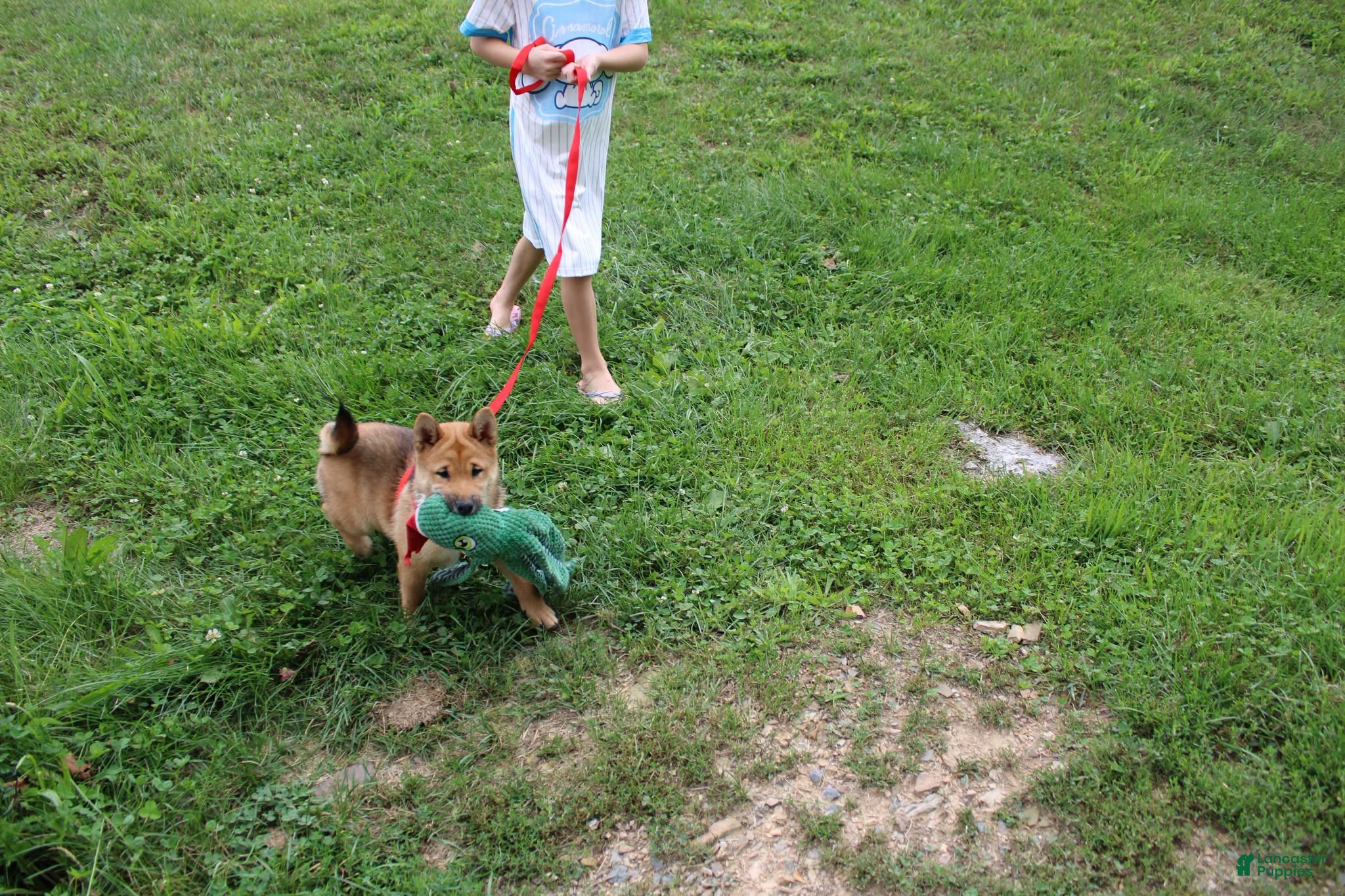 Shiba Inu dogs KitKat - Ad 1