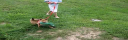 Shiba Inu dogs for sale: KitKat - Ad 1