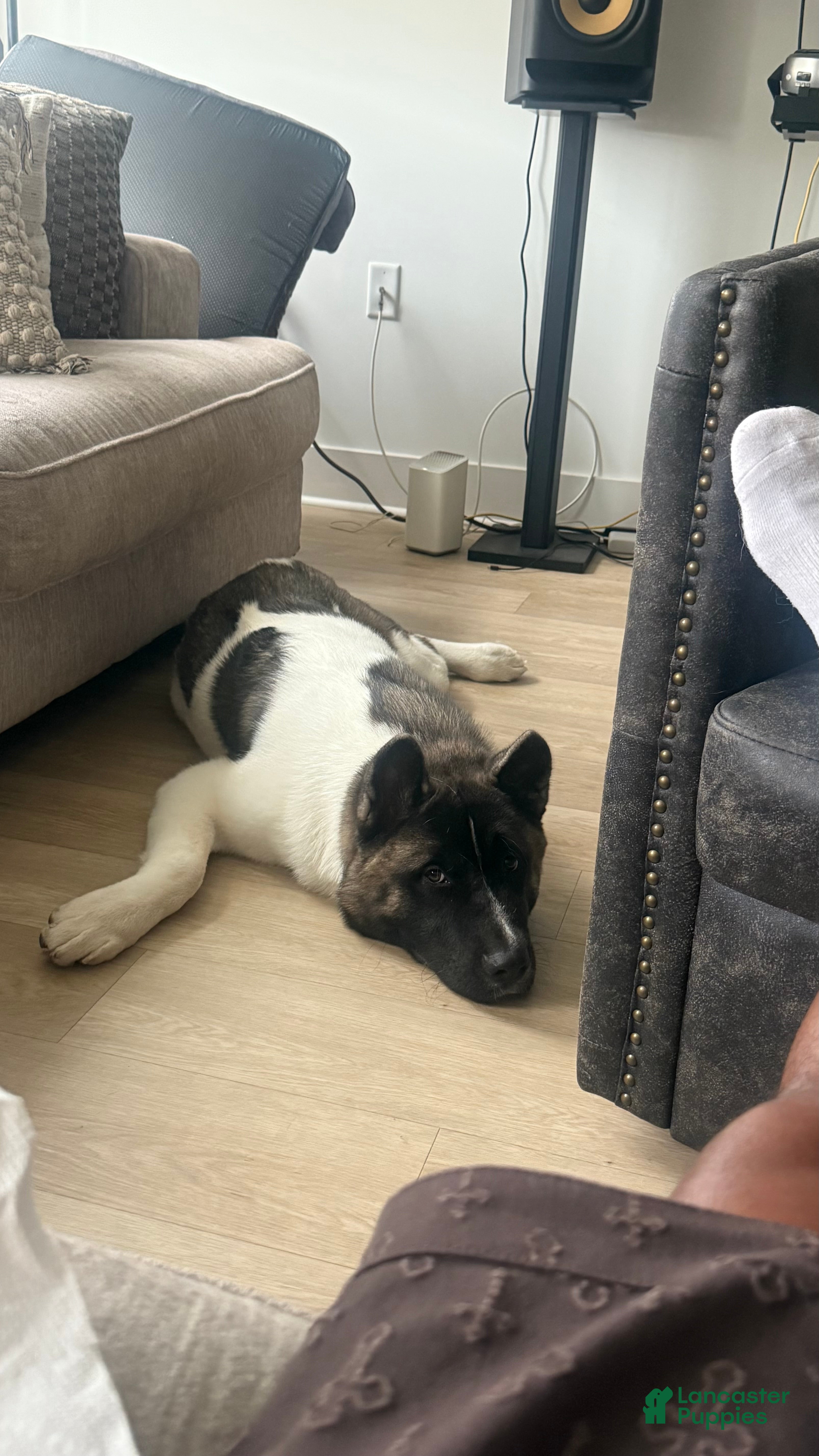 Akita dogs kleeko  - Ad 30