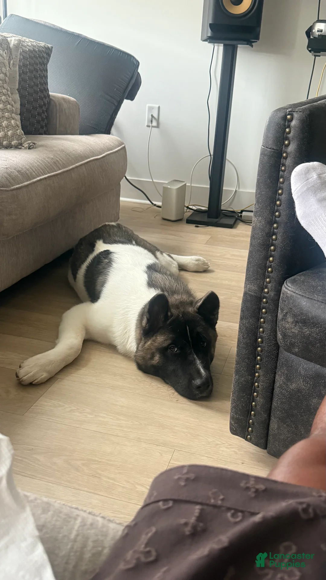 Akita dogs for sale: kleeko  - Ad 1