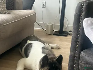 Akita dogs kleeko - Ad 30