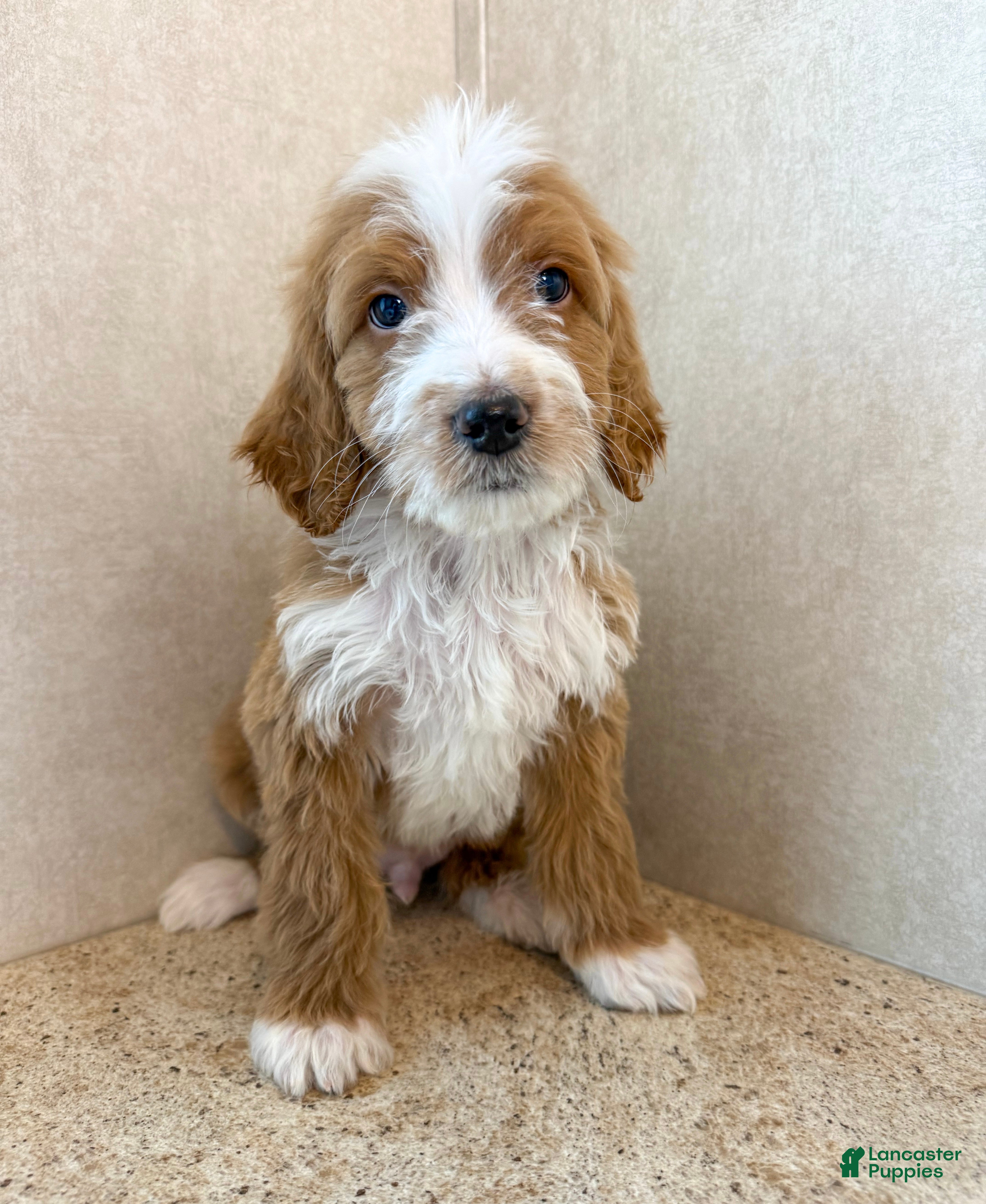 Goldendoodle dogs for sale: Rowan - Ad 2