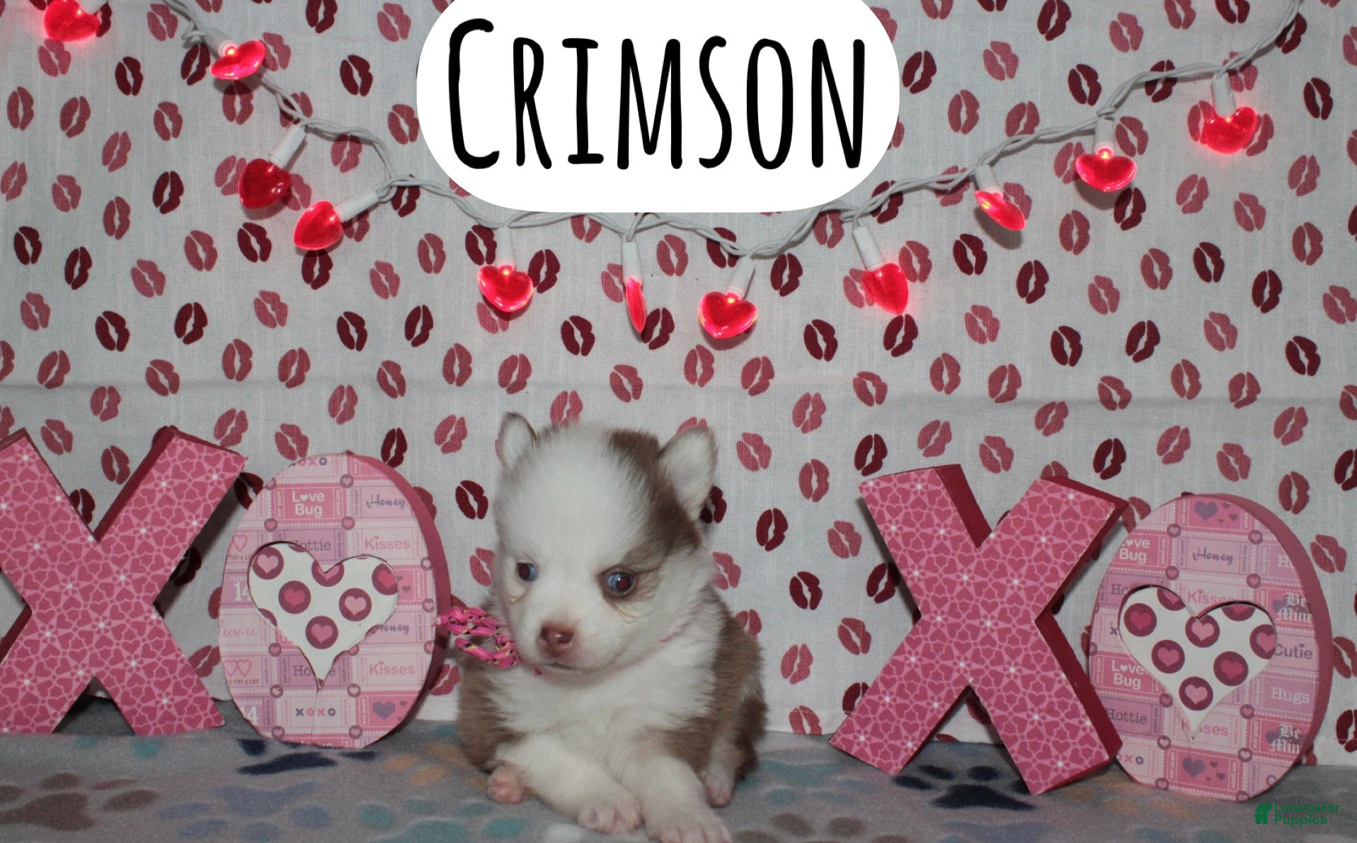 Pomsky dogs Crimson - Ad 1