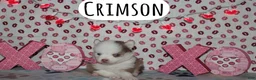 Pomsky dogs for sale: Crimson - Ad 3